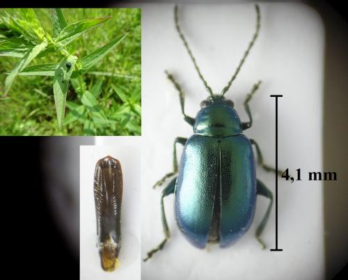 Réf. 233 685 : Altica lythri